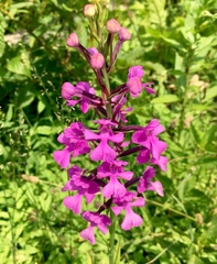 Platanthera peramoena