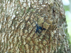 Pristaulacus fasciatus