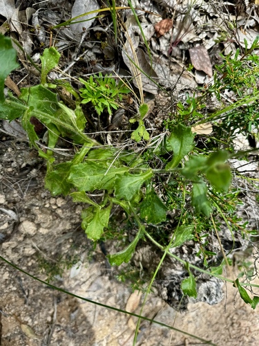 Image of Scaevola pilosa by (c) pimelea, some rights reserved (CC BY)