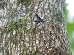 Pristaulacus fasciatus