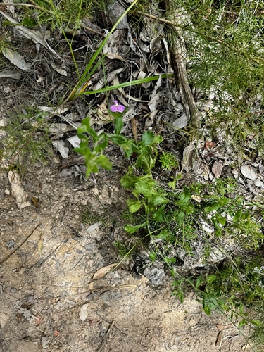 Image of Scaevola pilosa by (c) pimelea, some rights reserved (CC BY)