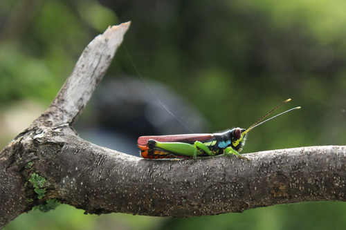 Proctolabus mexicanus