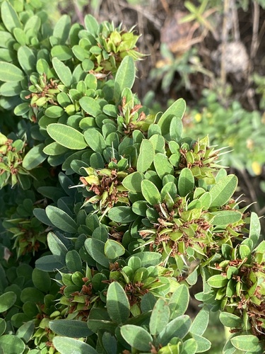 Lespedeza stuevei iNat (3)