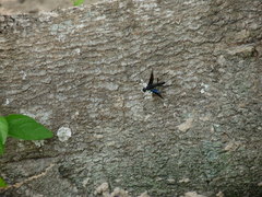 Pristaulacus fasciatus