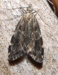 Eido trimaculella