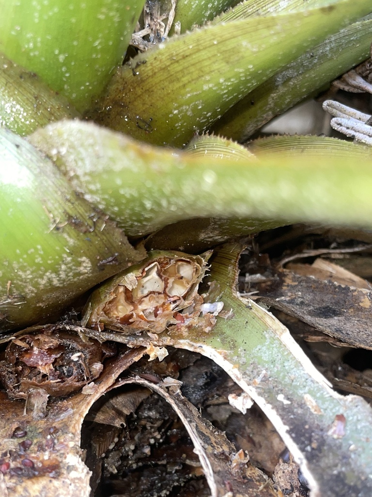 Greigia racinae