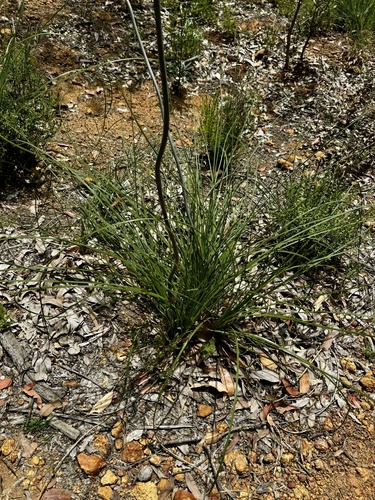 Image of Xanthorrhoea gracilis by (c) pimelea, some rights reserved (CC BY)