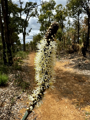 Image of Xanthorrhoea gracilis by (c) pimelea, some rights reserved (CC BY)