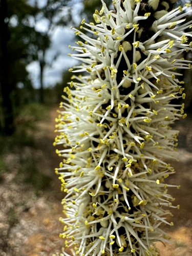 Image of Xanthorrhoea gracilis by (c) pimelea, some rights reserved (CC BY)