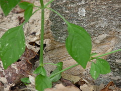 Pristaulacus fasciatus