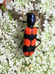 Trichodes crabroniformis