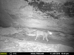 Leopardus pardalis pardalis