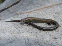 Ablepharus kitaibelii