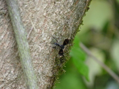 Pristaulacus fasciatus