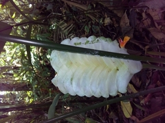 Calathea platystachya