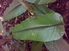 Calathea platystachya