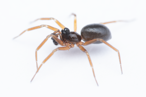 Walckenaeria cucullata