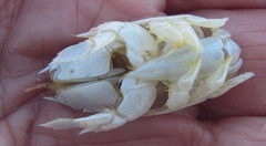 Emerita austroafricana