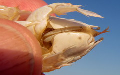 Emerita austroafricana