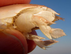 Emerita austroafricana