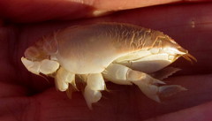 Emerita austroafricana