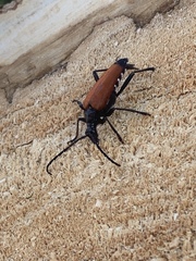 Stenelytrana emarginata