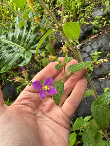 Image of Chaetogastra herbacea by (c) Nick T., some rights reserved (CC BY-SA)