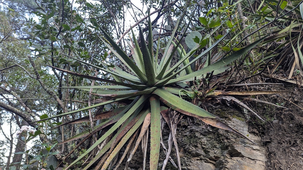 Agave funkiana, Parque Ecológico Chipinque, Monterrey, N. L., Mexico