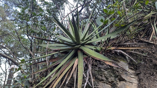 Agave funkiana