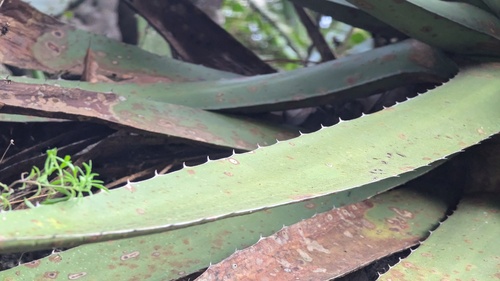 Agave funkiana