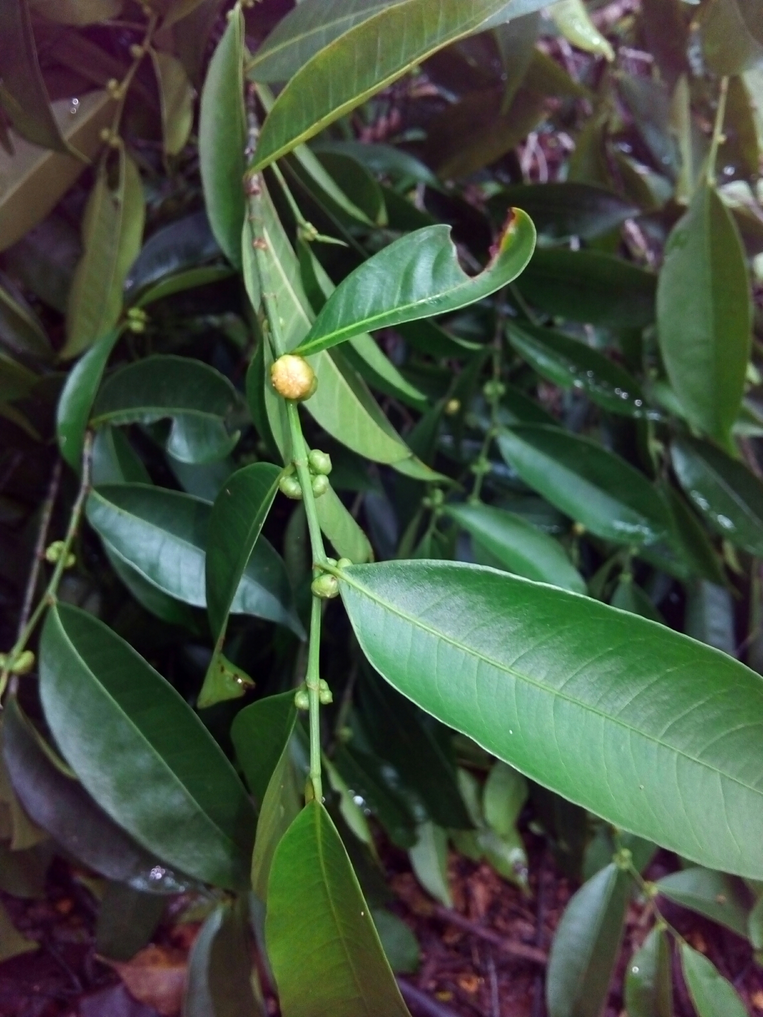Pseudolmedia spuria