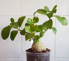 Hydnophytum papuanum