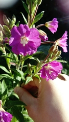 Epilobium hirsutum