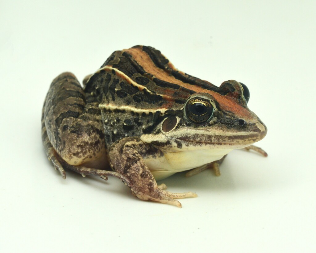 Rufous Frog