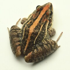 Rufous Frog photo 4