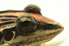 Rufous Frog photo 3