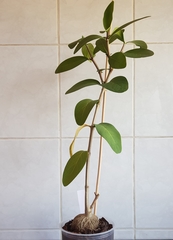 Hydnophytum formicarum