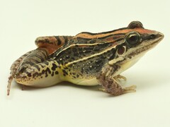 Rufous Frog photo 2