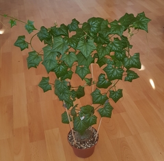Gerrardanthus macrorhizus