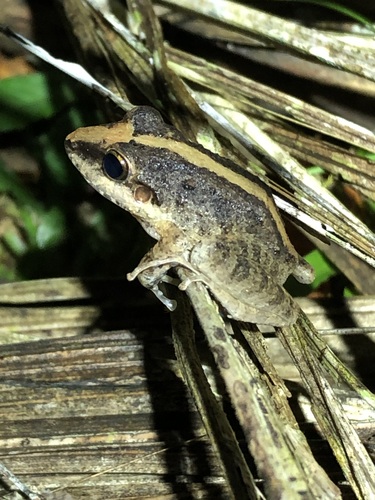 Windowed Litter-Frog, Pristimantis fenestratus