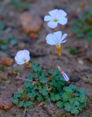 Oxalis inconspicua