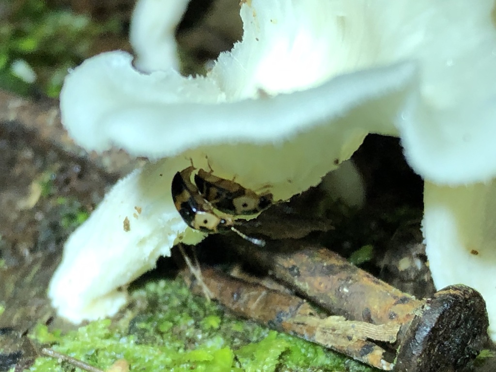 Mycotretus opalizans