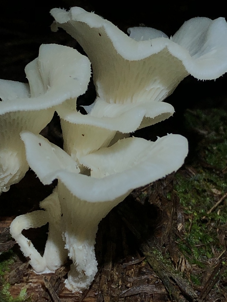 Favolus brasiliensis · March 2020 · photo: © blazeclaw (iNaturalist, cc-by)