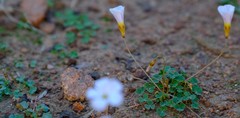 Oxalis inconspicua