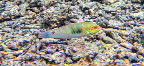 Spotted-tail rainbowfish (Halichoeres trimaculatus) — Labridae — 4