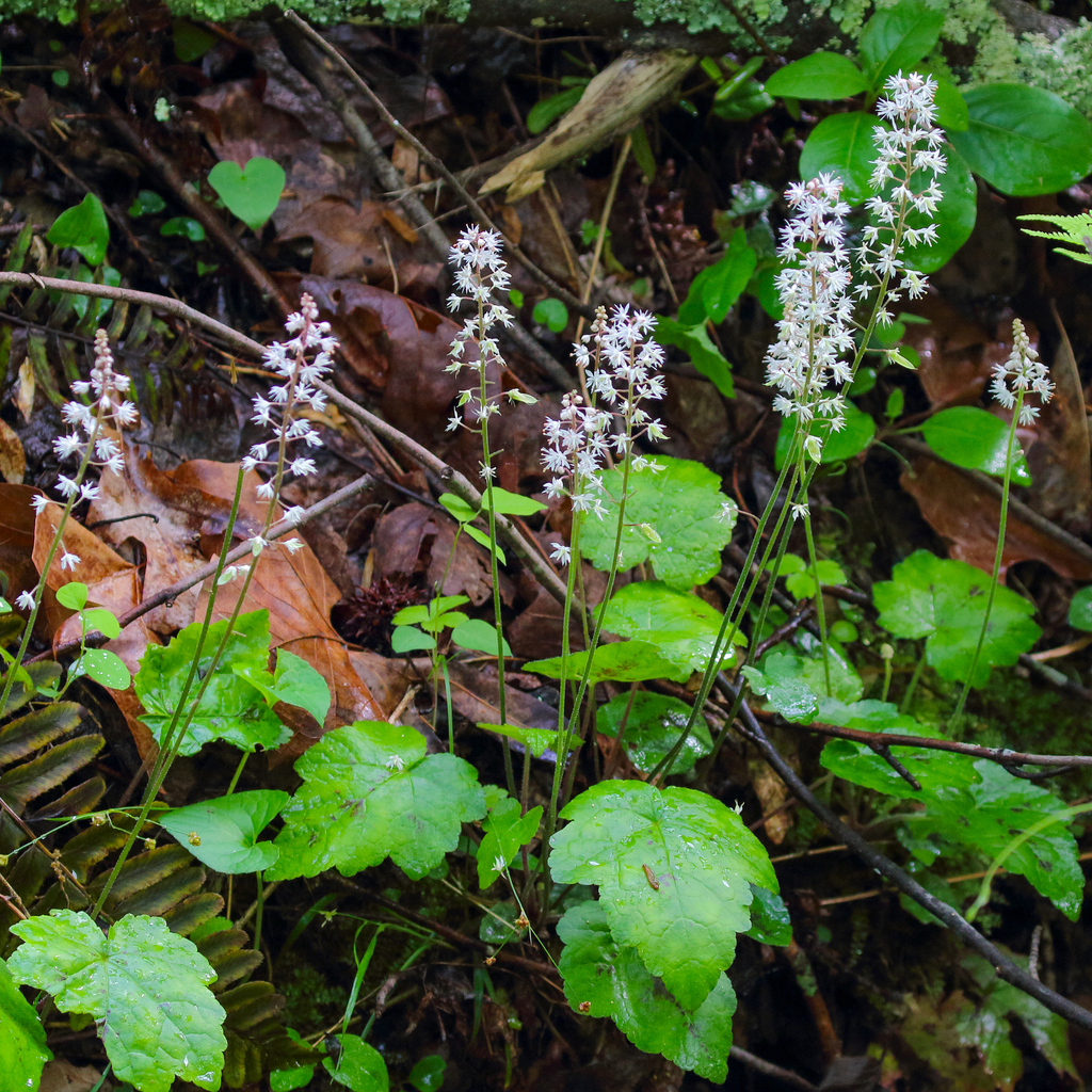 Wherry's Foamflower