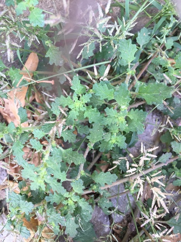 Clammy goosefoot (Dysphania pumilio)
