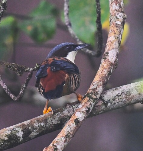 Himalayan Cutia (Cutia nipalensis), photo 5