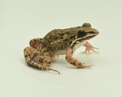Mexican White-Lipped Frog photo 2