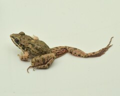 Mexican White-Lipped Frog photo 3